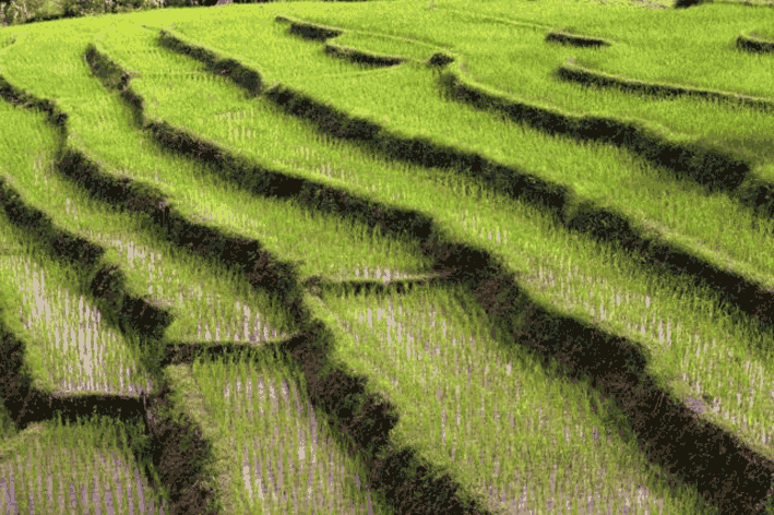 Admirables paysans qui transformrent les montagnes de Chine en garde-manger