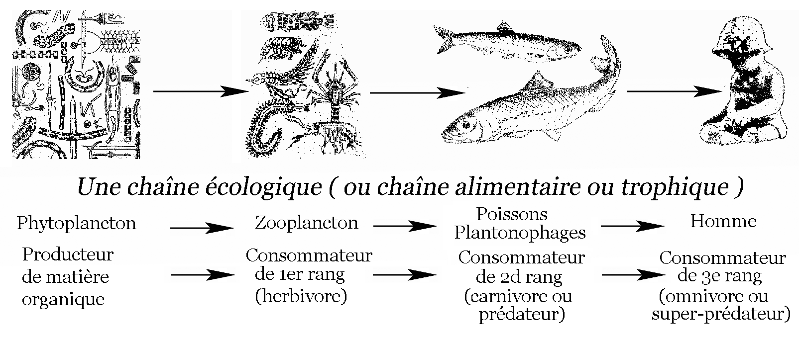 Une chane cologique