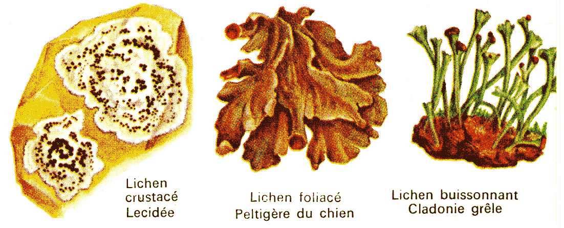 Les 3 types de Lichens