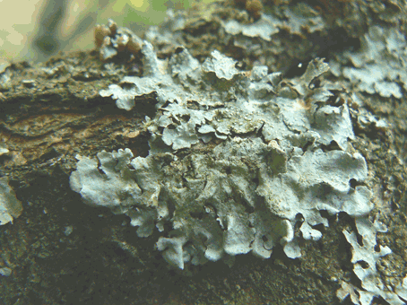 Les 3 types de Lichens