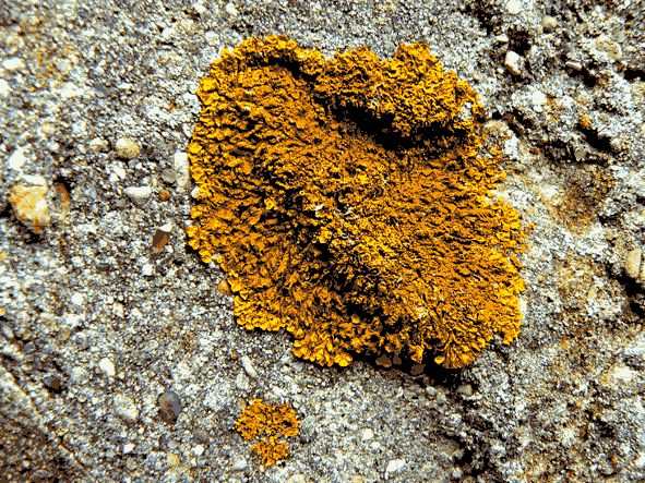 Les 3 types de Lichens