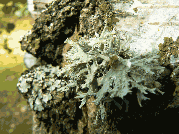 Les 3 types de Lichens