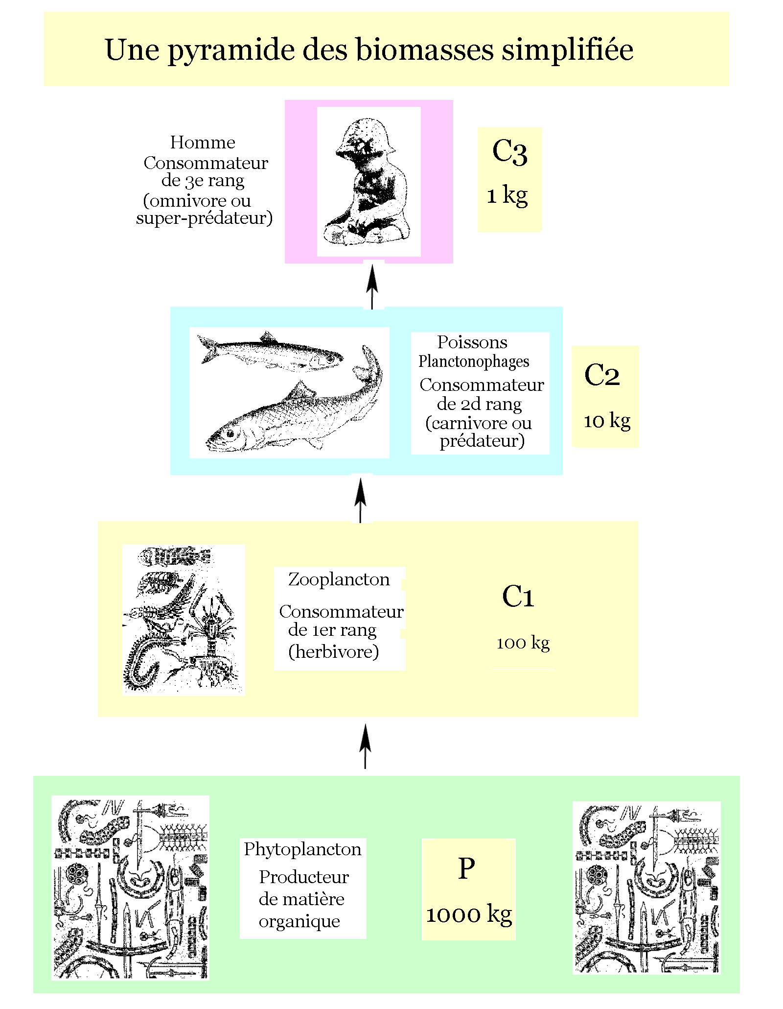 Pyramide cologique