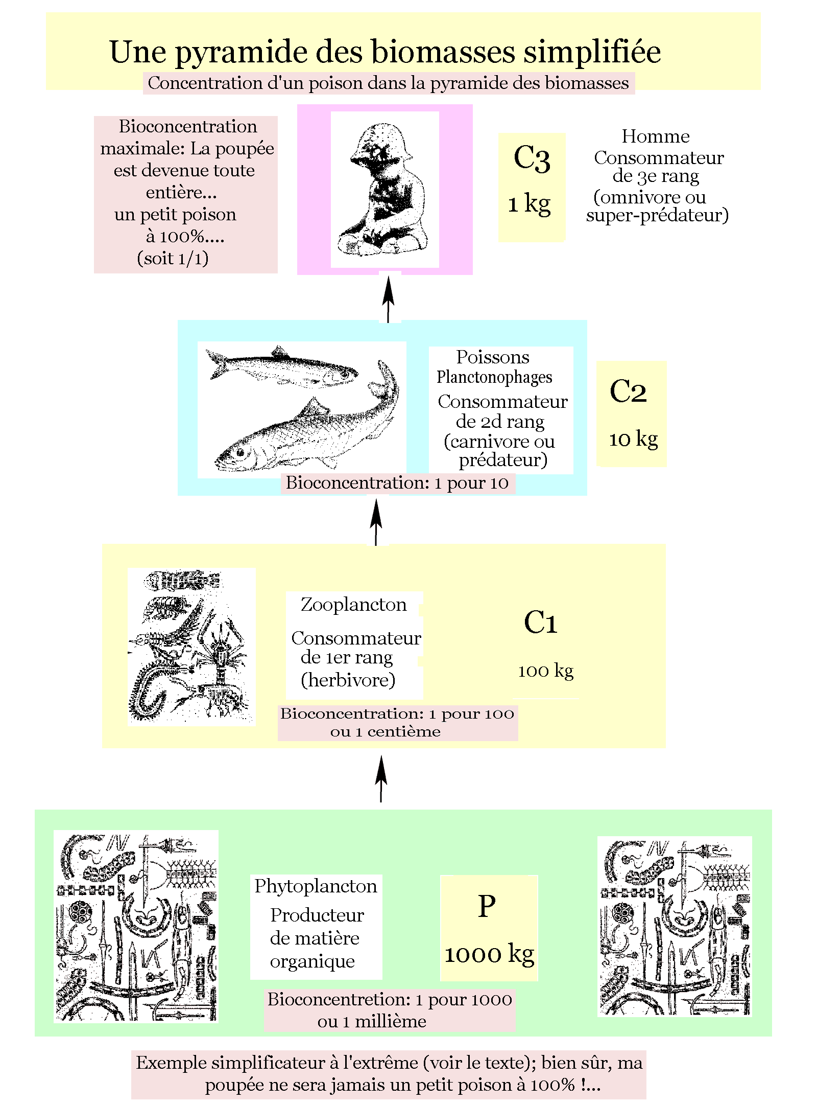 Pyramide cologique