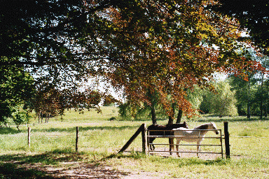  Chevaux CJ