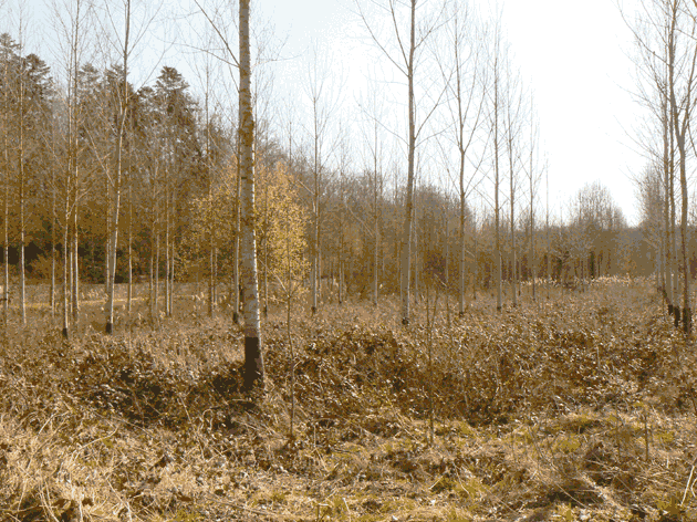 Marais de Macqueline