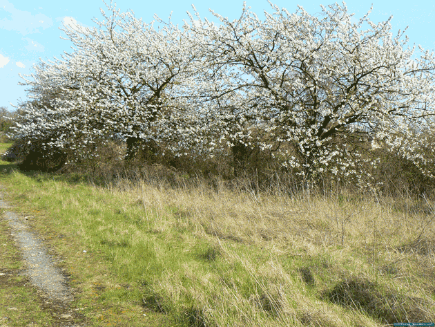 Passages de faune d'Asnires-sur-Oise